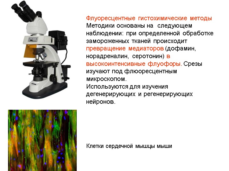 Флуоресцентные гистохимические методы Методики основаны на  следующем наблюдении: при определенной обработке замороженных тканей